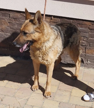 Giselle zuhause gesucht       