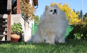 Pomeranian Zwergspitz Deckrüde