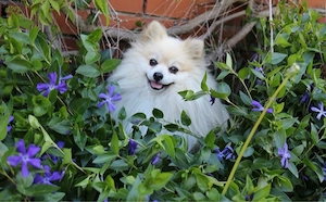 Pomeranian Zwergspitz Deckrüde