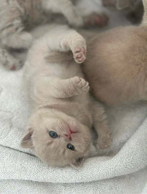 BKH Kitten Bild 2