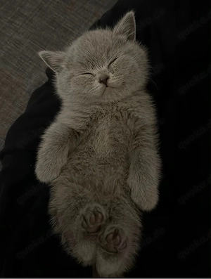 BKH Kitten Bild 5
