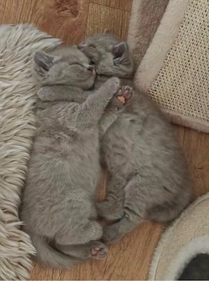 BKH Kitten Bild 3