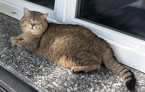 Deckkater BKH Bild 4