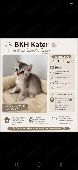 Bkh Kitten zu verkaufen 