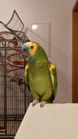 Wir sind auf der Suche nach einem Platz für unsere Blaustirnamazone Rio.