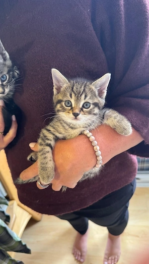 Babykatzen 