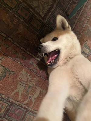 Akita Inu sehr liebes friedliches Tier 