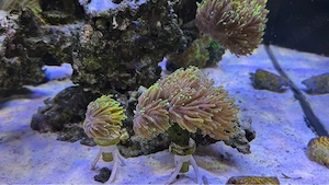 Euphyllia glabrescens Gold Koralle