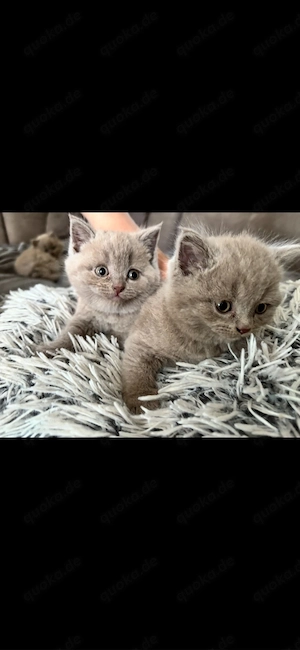 kleine Babykatzen 