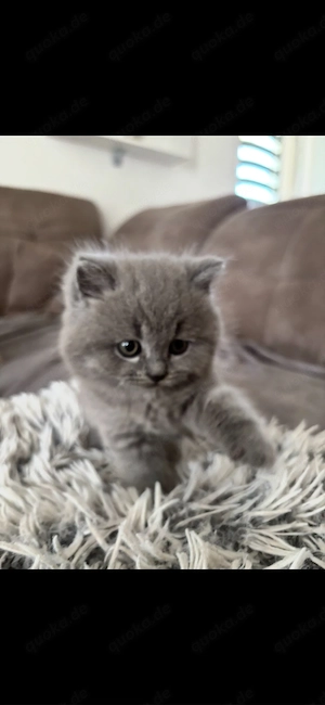 BKH Katzenbabys