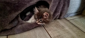 suche Maine coon Kater blau silver white tabby