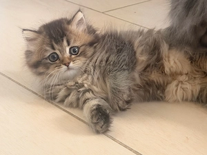 BKH   BLH Baby Mädchen Katze