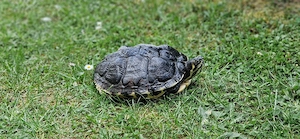 Wasserschildkröte 