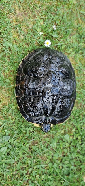 Wasserschildkröte  Bild 3