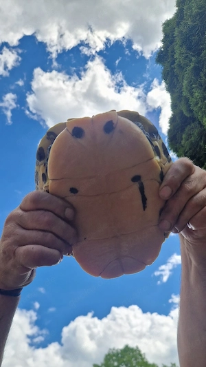 Wasserschildkröte  Bild 2