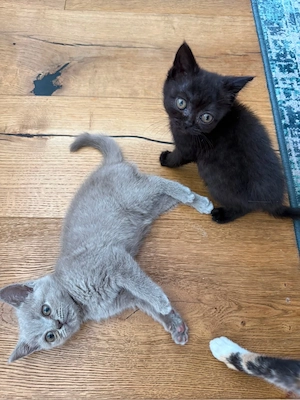 Britisch Kurzhaar Kitten mit Ataxie 