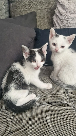 Europäisch Kurzhaar Babys 