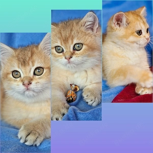 Bkh Kitten mit Stammbaum Abgabebereit 