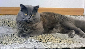 Reinrassige  bkh deckkater 