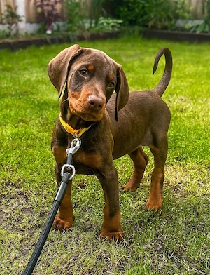 Wunderschöne 12 Wochen alte Dobermann-Hündin.
