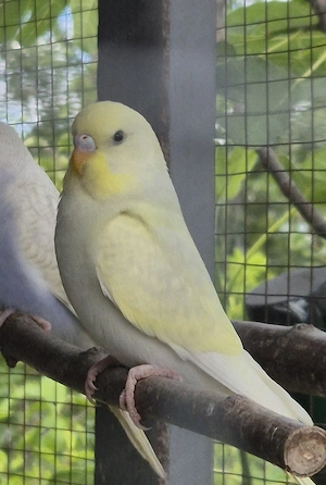 nestjunge Wellensittiche rainbow  Henne 