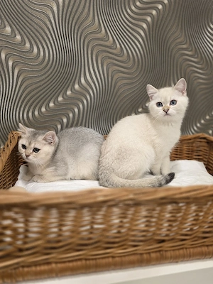 Zwei Süße Bhk Kitten