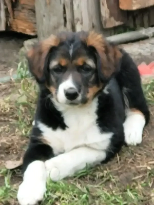 Berner Sennen x Border Collie Welpen 