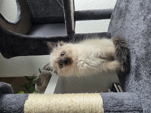 Ragdoll Kitten weiblich, Katze
