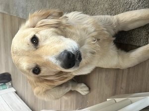 Golden Retriever Mädchen 