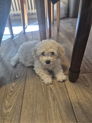 Bichon Frisé Welpe zu verkaufen