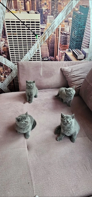 BKH Kitten