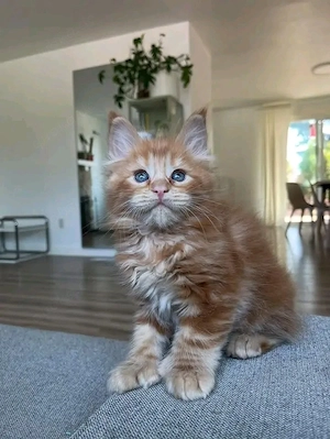 Maine Coon Kätzchen Kontakt per WhatsApp: (1 551 005 5069 )