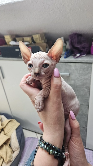 Sphynx Kitten 