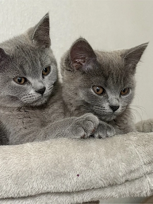 bkh kitten abzugeben