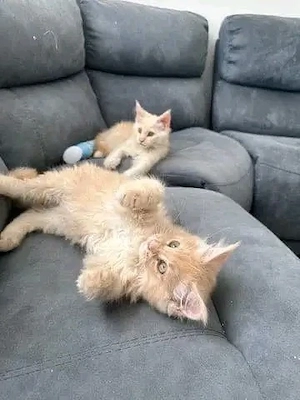 Maine Coon Kätzchen