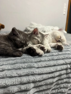 Liebevolle Silvershaded und Black smoke BKH-Kitten suchen ihr Für-Immer-Zuhause 