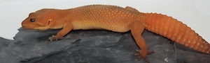 Leopardgecko Weibchen inferno Blood 
