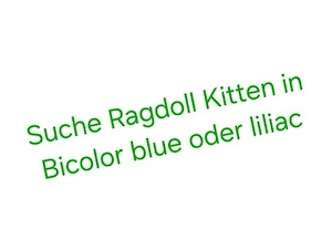 Suche freies Ragdoll Mädchen Bicolor in Blue oder liliac