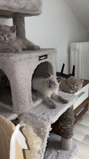 BKH und BlH Kitten 