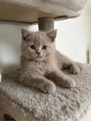 BKH und BlH Kitten 