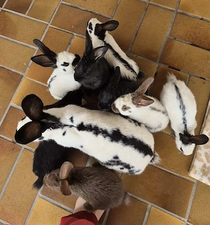 Super zahme Riesenschecken-babys