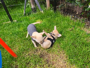    Wunderschöne 2 reinrassige Chihuahua-Welpen (1m, 1w) suchen ihr Für-Immer-Zuhause