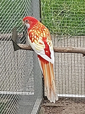 Rosella Robino