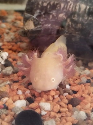 Baby axolotl zum Verkauf 