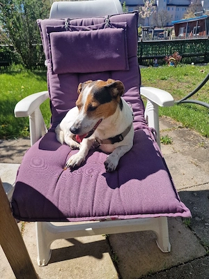 Hund Rocky