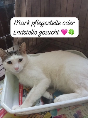 Mark m 1 jahr sucht kuschel platz