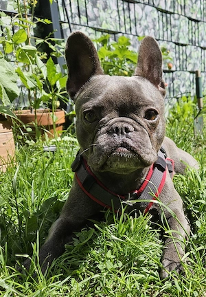 Frenchie Mädchen, 4 Jahre 