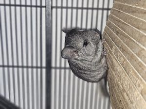 Chinchilla-Jungen 
