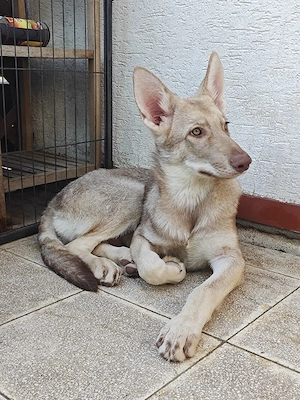 Marxdorfer Saarloos Wolfshunde Bild 4