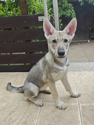 Marxdorfer Saarloos Wolfshunde